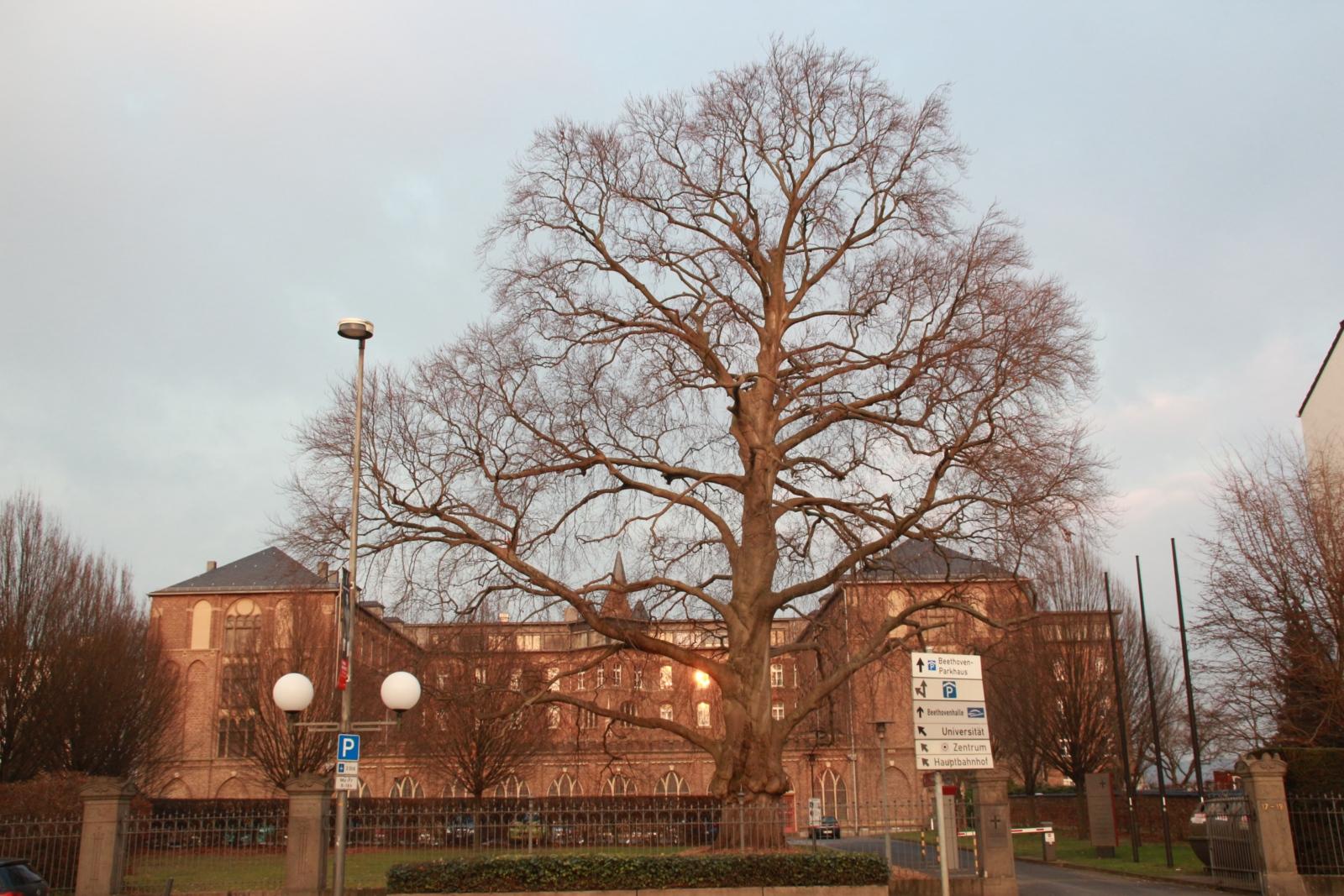 Die Priesteramtskandidaten wohnen während ihres akademischen Studiums im Bonner Theologenkonvikt „Collegium Albertinum“.