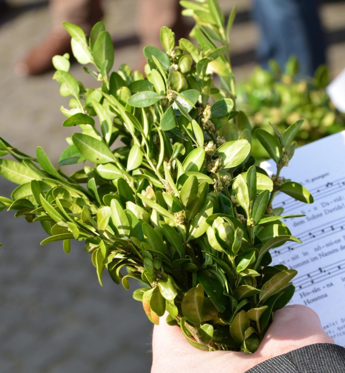 Der Palmsonntag ist der sechste und letzte Sonntag der Fastenzeit und der Sonntag vor Ostern. Der Palmsonntag eröffnet die Karwoche, die auch heilige Woche genannt wird.  Ein Brauch in der katholischen Kirche ist die Palmweihe.  Da echte Palmzweige in Mitteleuropa nur schwer zu bekommen sind, werden für die Palmweihe meist andere grüne Zweige wie Buchsbaum, Wacholder, Weide oder auch Palmkätzchen verwendet.  Vor der Messe segnet der Zelebrant die mitgebrachten Palmzweige und besprengt sie mit Weihwasser, anschließend werden sie in einer Prozession in die Kirche getragen. Nach der Messe werden die geweihten Zweige mit nach Hause genommen.   Die Zweige, die in der Kirche verbleiben, werden im darauffolgenden Jahr verbrannt und mit ihrer Asche das Aschenkreuz an Aschermittwoch gespendet.  Das Osterfest ist die höchste christliche Festlichkeit im Jahr und wird am Wochenende nach Palmsonntag gefeiert. Ex-Bild-DB-ID: 27686