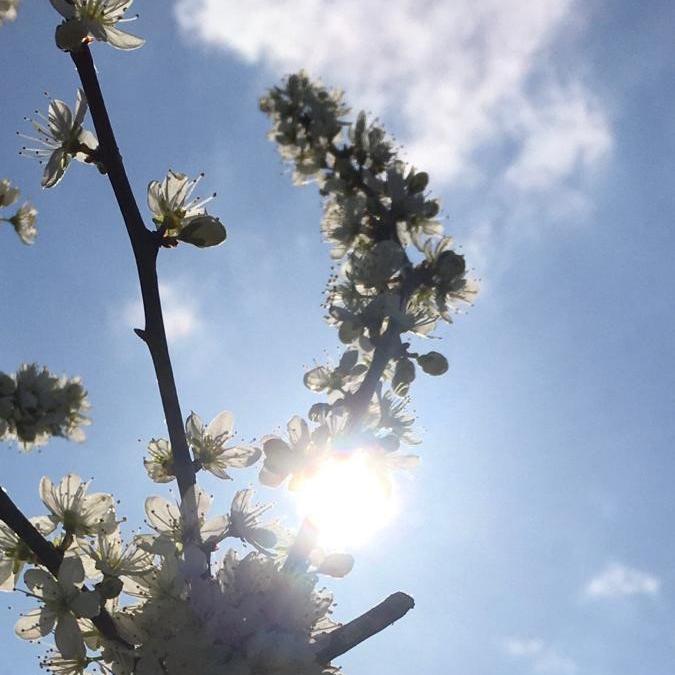 Bild Bartsch Baum