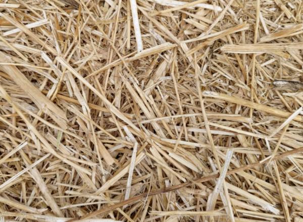 Titel der Prdigtreihe am 2. Advent lautet »Bringt Frucht hervor« (Mt 3,8a)